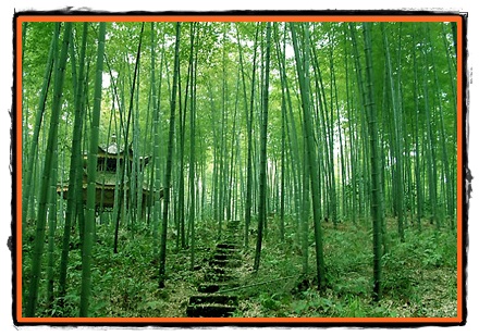 Bambusul planta universala